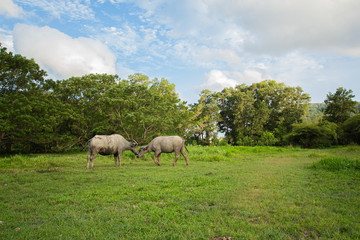 Thai buffalo is grown in bright green fields, at Phuket, Thailand.