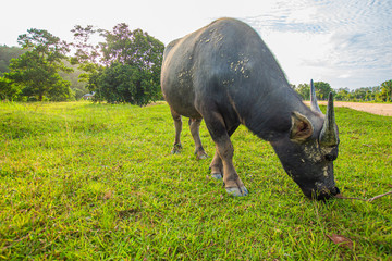 Thai buffalo, male, adult Eating grass in the grass, in Phuket, Thailand