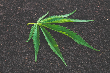 Marijuana leaf on loose earth. Cannabis leaf.