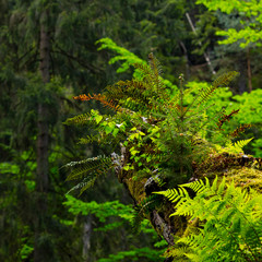Forest, Kamenice River, Bohemian Switzerland National Park, Czech Republic, Europe