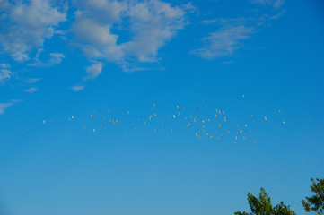 Fototapeta na wymiar birds in the sky. pigeons in the blue sky with white clouds