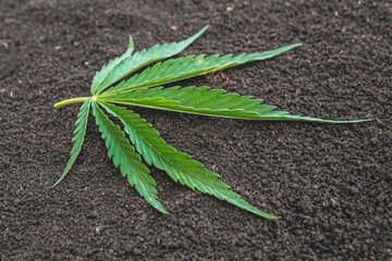 Marijuana leaf on loose earth. Cannabis leaf.