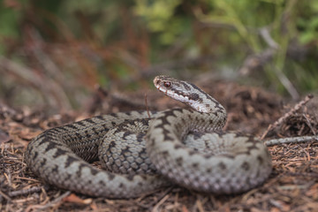 Vipera berus