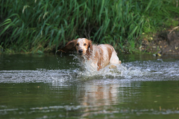 Beautiful dog breed Russian hunting spaniel on nature by the river