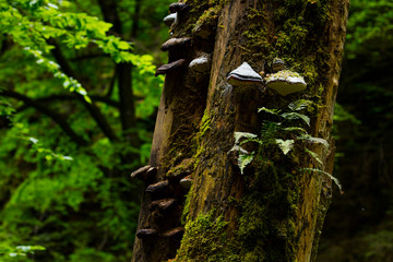 Forest, Kamenice River, Bohemian Switzerland National Park, Czech Republic, Europe