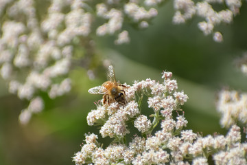 Honey bee pollinating a white flower.