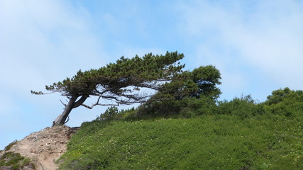 tree on the hill