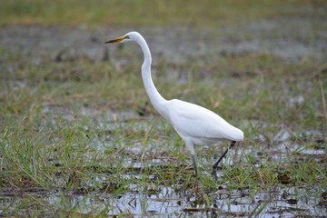 BOTSUANA(Safari, rio Zambeze,animales)