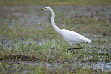 BOTSUANA(Safari, rio Zambeze,animales)