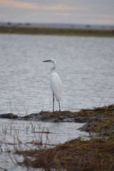 BOTSUANA(Safari, rio Zambeze,animales)