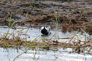 BOTSUANA(Safari, rio Zambeze,animales)