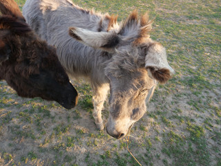 Naklejka na ściany i meble gray beige furry young donkey and dark brown donkey tesing each other in afternoon golden hour light on lush green grass pasture background
