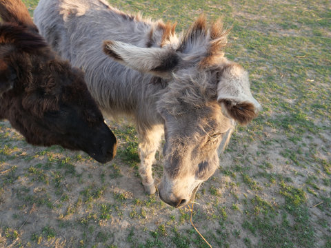 gray beige furry young donkey and dark brown donkey tesing each other in afternoon golden hour light on lush green grass pasture background