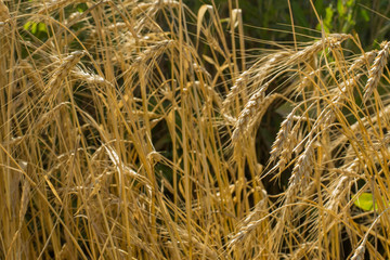Ears of wheat. Harvest. Bread