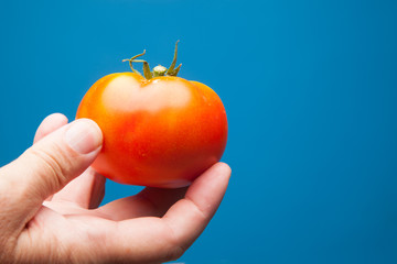Tomate rojo en la mano. Tomate sobre fondo azul; tomate ecológico. Tomate sano y saludable cultivado de forma ecológica.