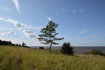 Fototapeta premium Beautiful summer landscape pine and road in a green field against a lake and blue sky with white clouds. Summer. Lake Ilmen Novgorod region