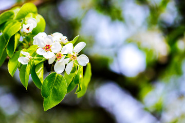 Beautiful spring blossoming pear tree