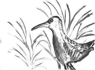 Water rail : Natural charcoal drawing 
