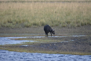 BOTSUANA(Safari, rio Zambeze,animales)