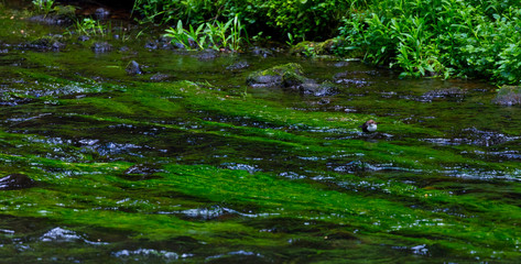 Gorges of Kamenice River, Bohemian Switzerland National Park, Czech Republic, Europe