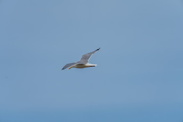 Möwe im Flug