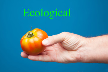 Obraz na płótnie Canvas Tomate rojo en la mano. Tomate sobre fondo azul; tomate ecológico. Tomate sano y saludable cultivado de forma ecológica.