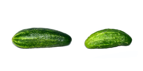 Fresh cucumber from garden bed isolated on white background