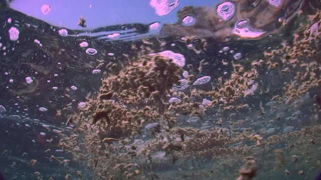 Bloom of blue-green algae Nodularia spumigena: Clusters of algae on the surface of the sea, bottom view.