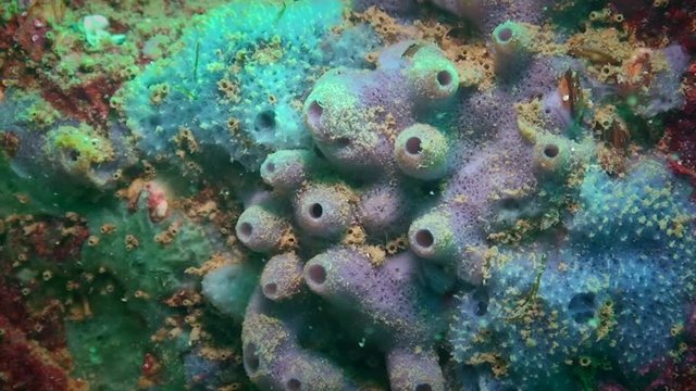 Blue and purple sponges on a rock.