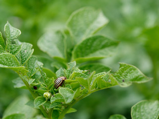 Colorado potato beetle destroys green crops of potatoes