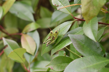 日本の親子バッタ