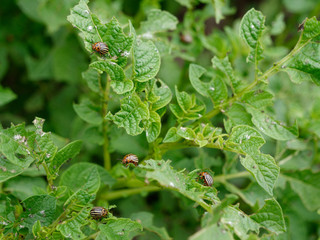 Colorado potato beetle destroys green crops of potatoes