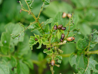 Colorado potato beetle destroys green crops of potatoes