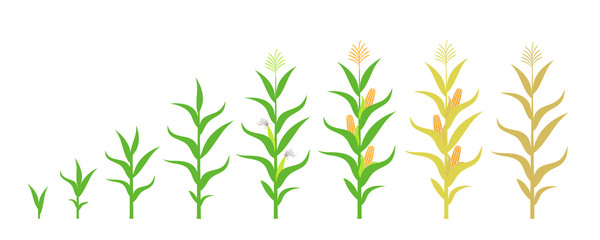 Cycle of growth of a corn. Isolated corn on white background