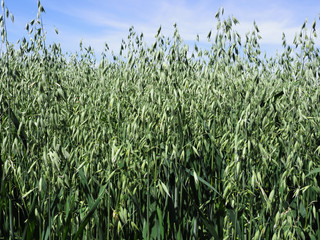 field of young oats in summer