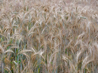 yellow golden rye cereal fields in a village