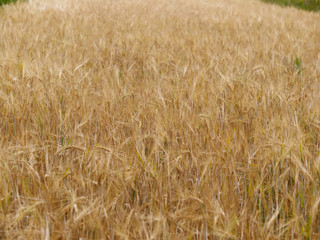 yellow golden rye cereal fields in a village
