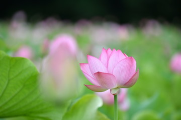 Fototapeta premium ハス池