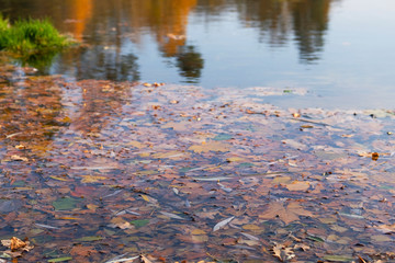 Autumn bright leaves in water. Yellow various leaves to swim on water. Top view.