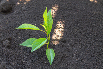 young sprout in the ground. seedling