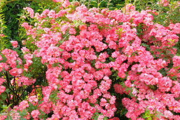 Background of pink blooming rose bush. Climbing Roses (Rosa) in a country cottage garden.