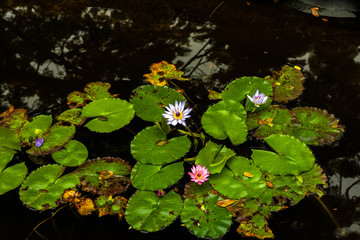 Tropical Pond Flowers