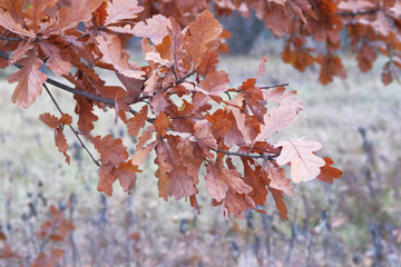 Brown oak leaves. Late autumn in forest. Landscape in city park in November.