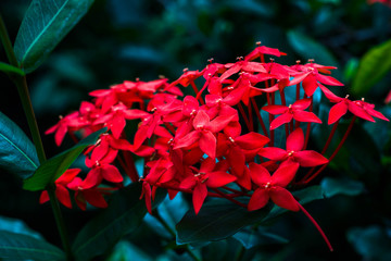 Tropical red flowers