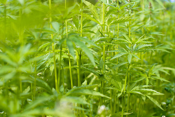 New Industrial hemp plants grow in the field. cannabis sativa