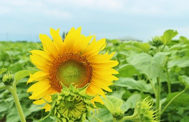 花　ひまわり　夏　早咲き　杤木