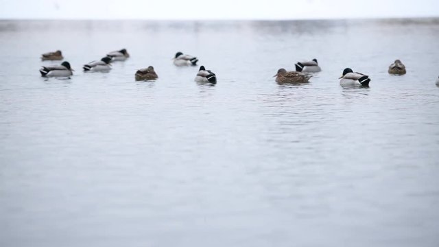 ducks at the lake