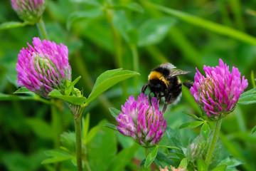 Bumblebee drinking nectar in the glade