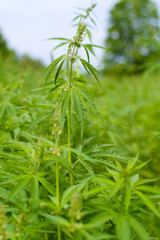 New Industrial hemp plants grow in the field. cannabis sativa