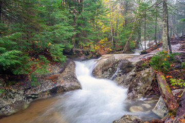 Autumn leaves in forest